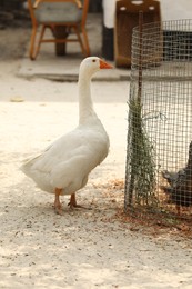 Beautiful domestic white goose in zoo enclosure