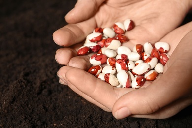 Woman holding pile of beans over soil, closeup. Vegetable seeds planting