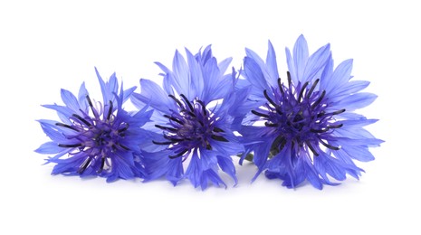 Photo of Beautiful light blue cornflowers isolated on white