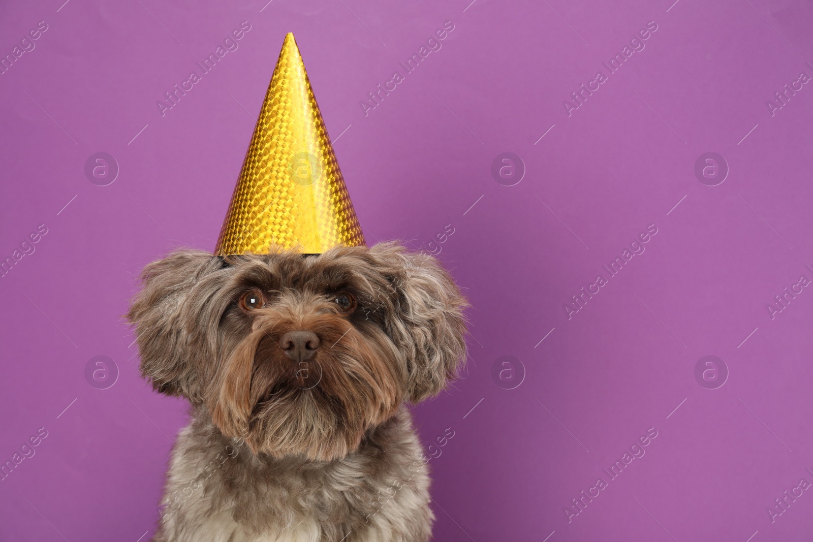 Photo of Cute Maltipoo dog wearing party hat on violet background, space for text. Lovely pet