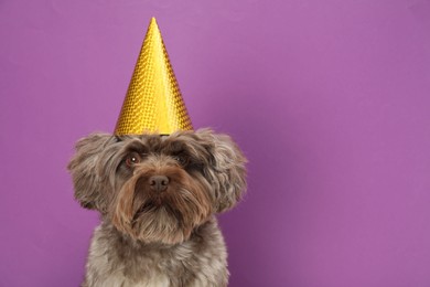 Photo of Cute Maltipoo dog wearing party hat on violet background, space for text. Lovely pet