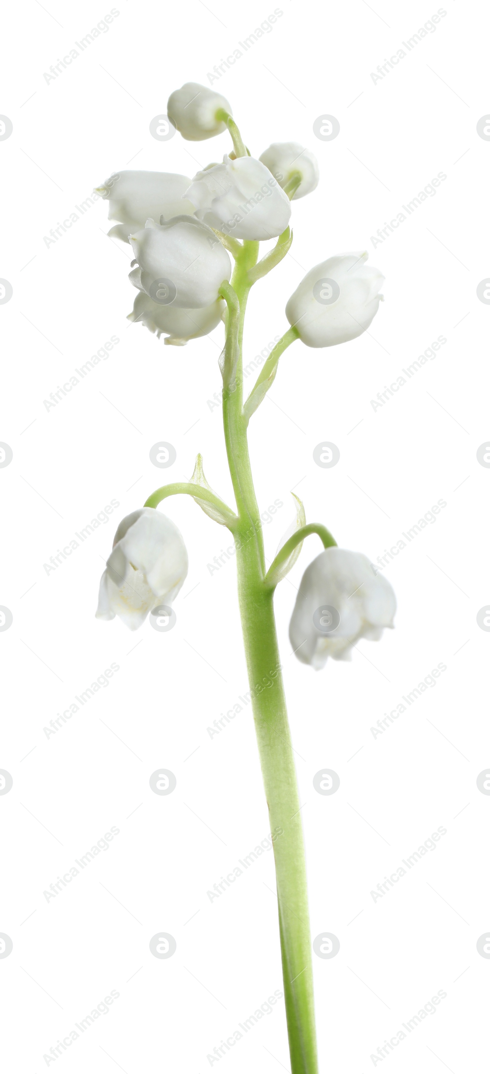 Photo of Beautiful lily of the valley flower on white background