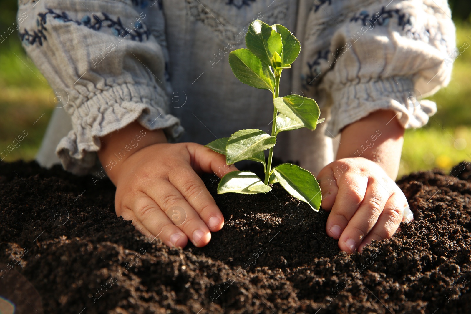 Photo of Cute baby girl planting tree outdoors, closeup