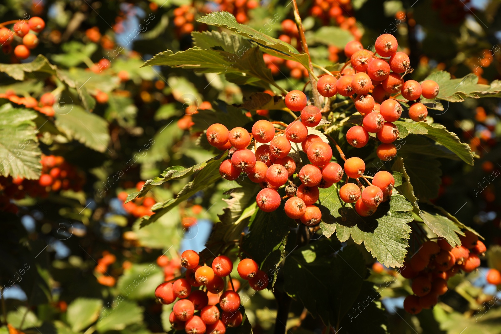 Photo of Rowan tree with many berries growing outdoors