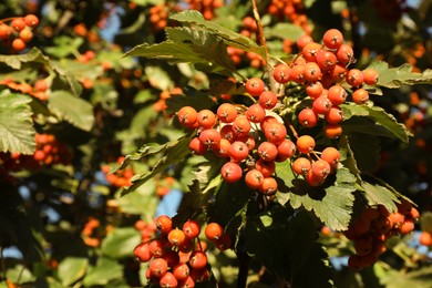 Photo of Rowan tree with many berries growing outdoors