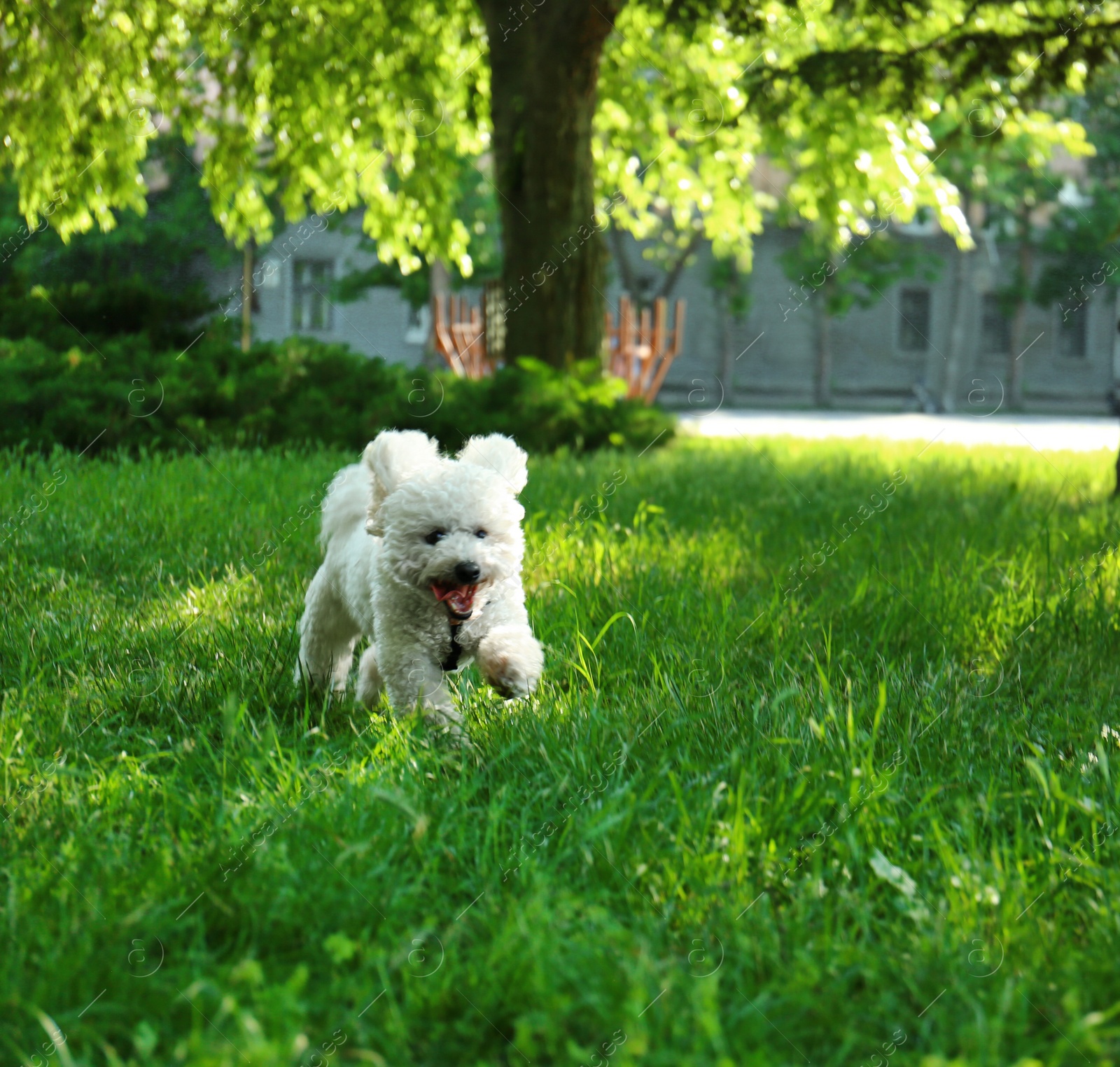 Photo of Cute fluffy Bichon Frise dog on green grass in park. Space for text