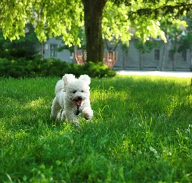 Cute fluffy Bichon Frise dog on green grass in park. Space for text