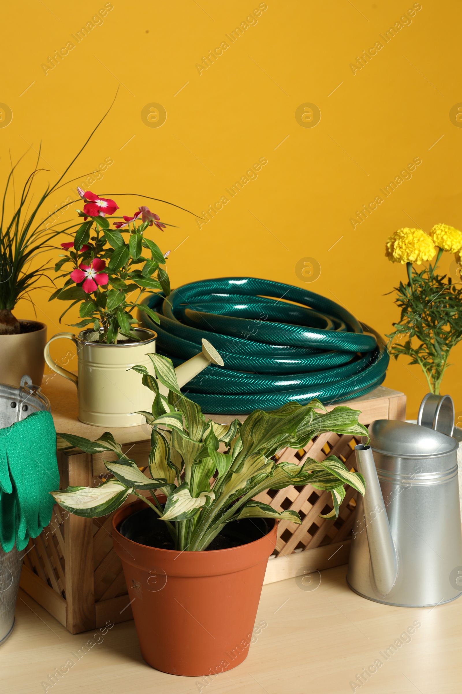 Photo of Beautiful plants and gardening tools on wooden table against orange background