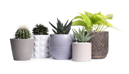 Photo of Different house plants in pots isolated on white