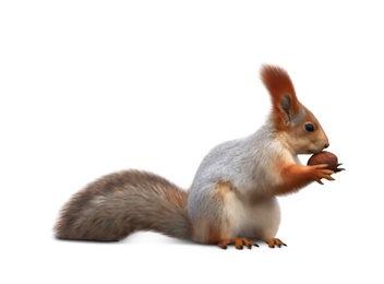 Image of Cute squirrel with nut on white background