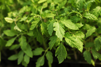 Photo of Green tomato seedlings with wet leaves, closeup