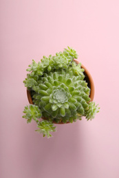 Photo of Beautiful potted echeveria on pink background, top view. Succulent plant