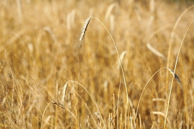 Photo of Spikelets in wheat field on sunny day. Cereal grain crop