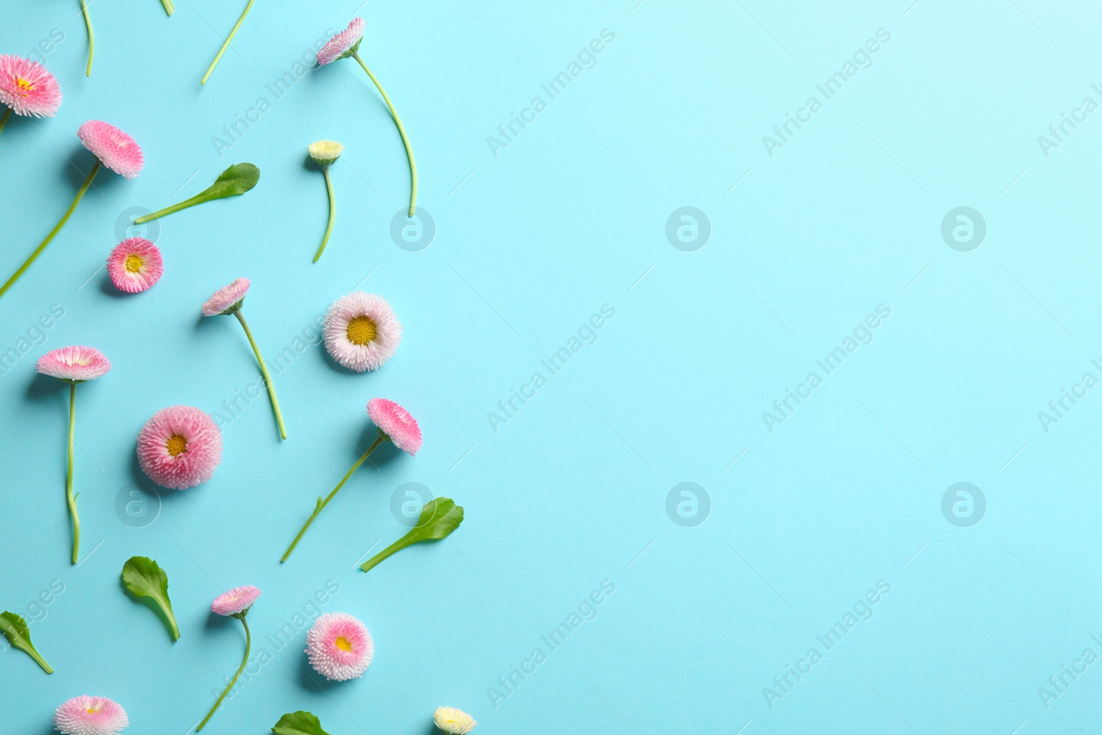 Photo of Flat lay composition with spring daisy flowers and space for text on color background