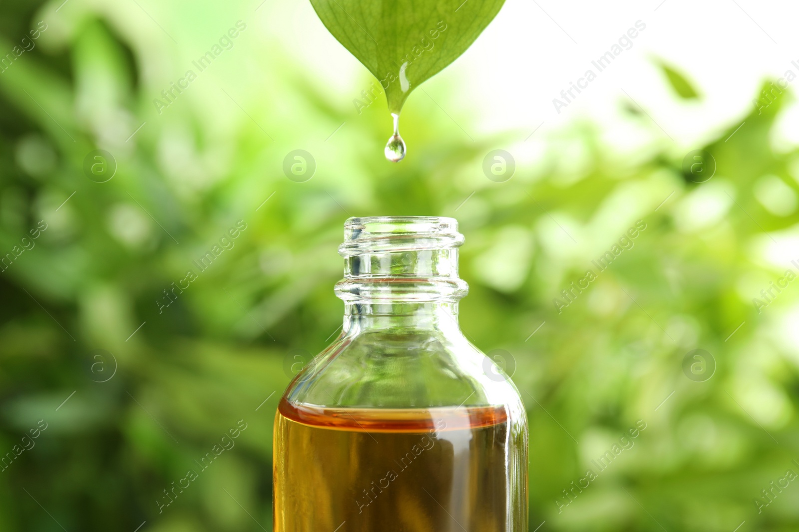 Photo of Essential oil dripping from leaf into glass bottle on blurred background
