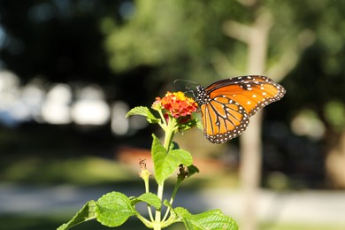 Beautiful orange Monarch butterfly on plant outdoors
