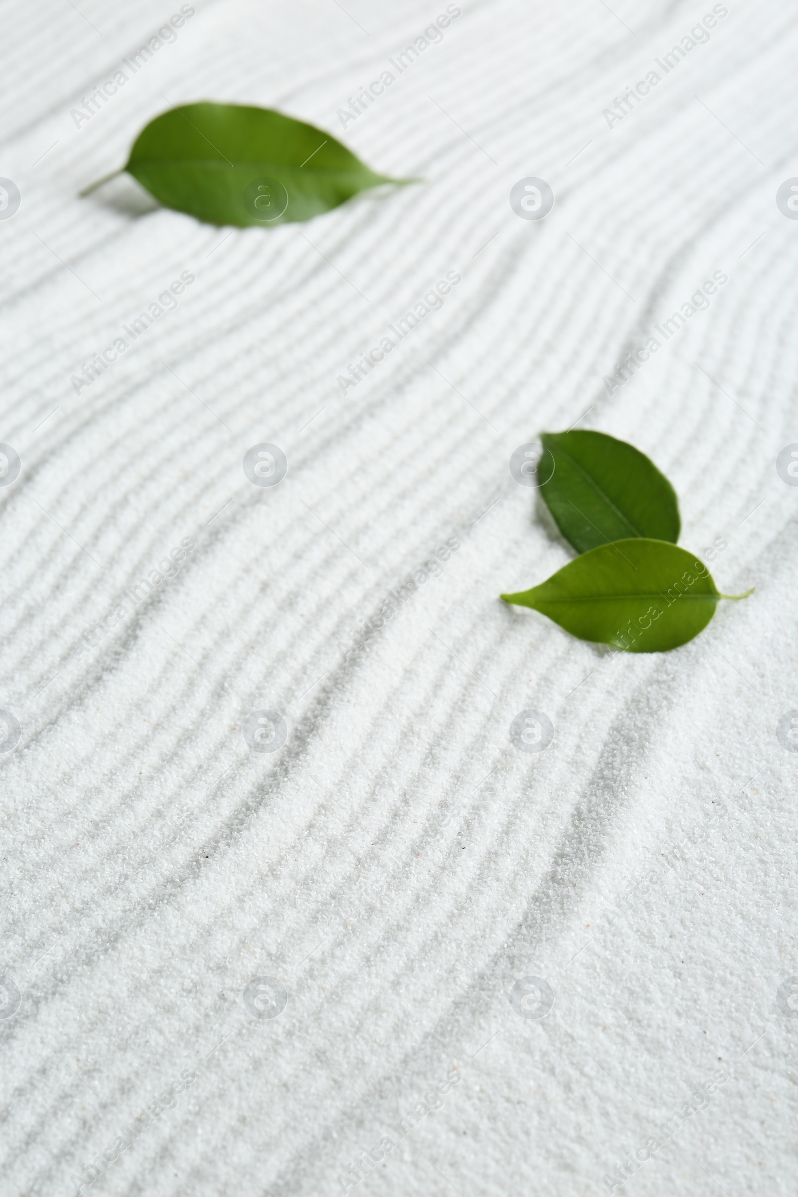 Photo of Zen rock garden. Wave pattern on white sand and green leaves, closeup