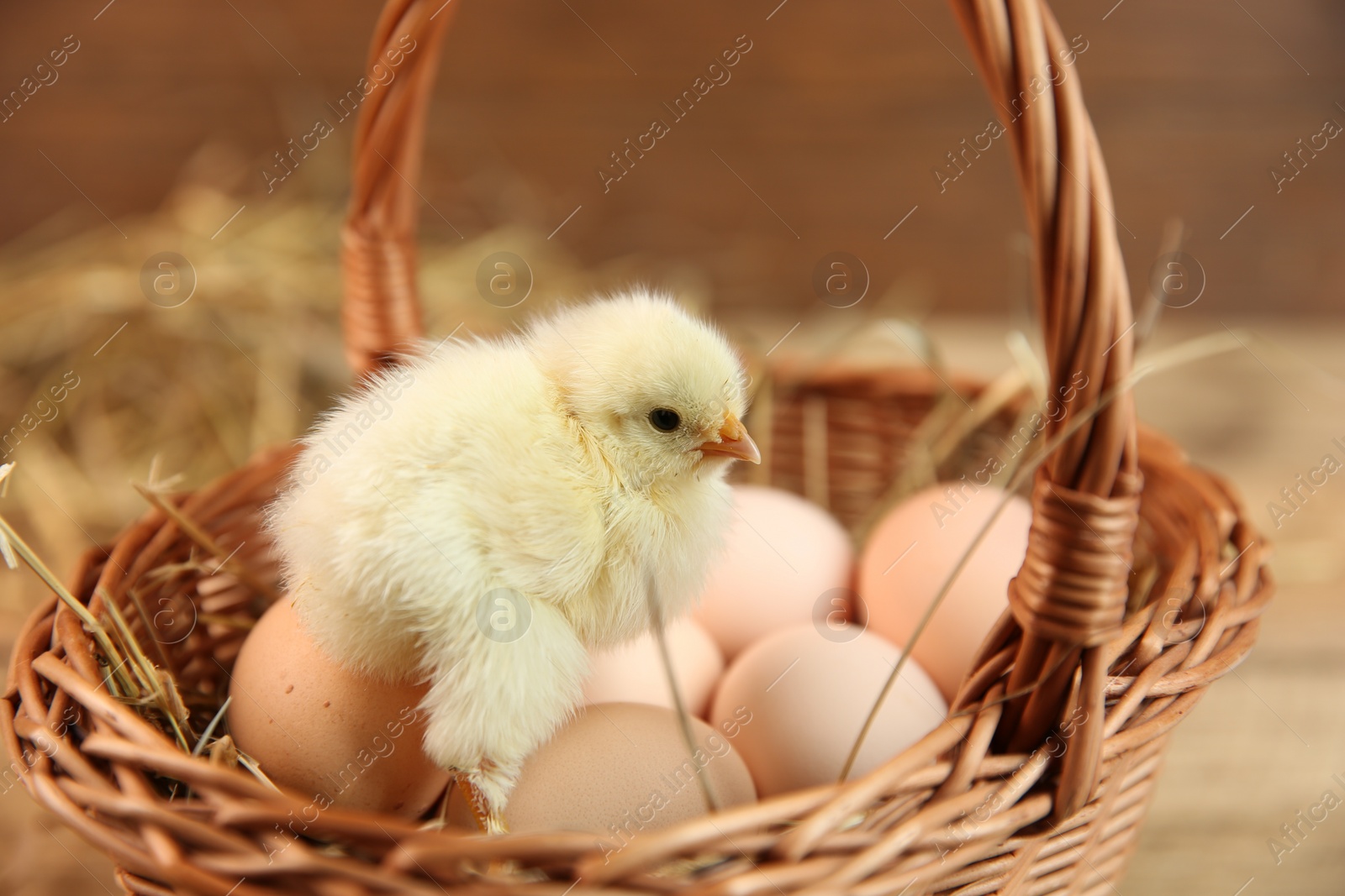 Photo of Cute chick and eggs in wicker basket on blurred background. Baby animal