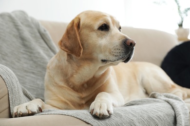Photo of Yellow labrador retriever on cozy sofa indoors