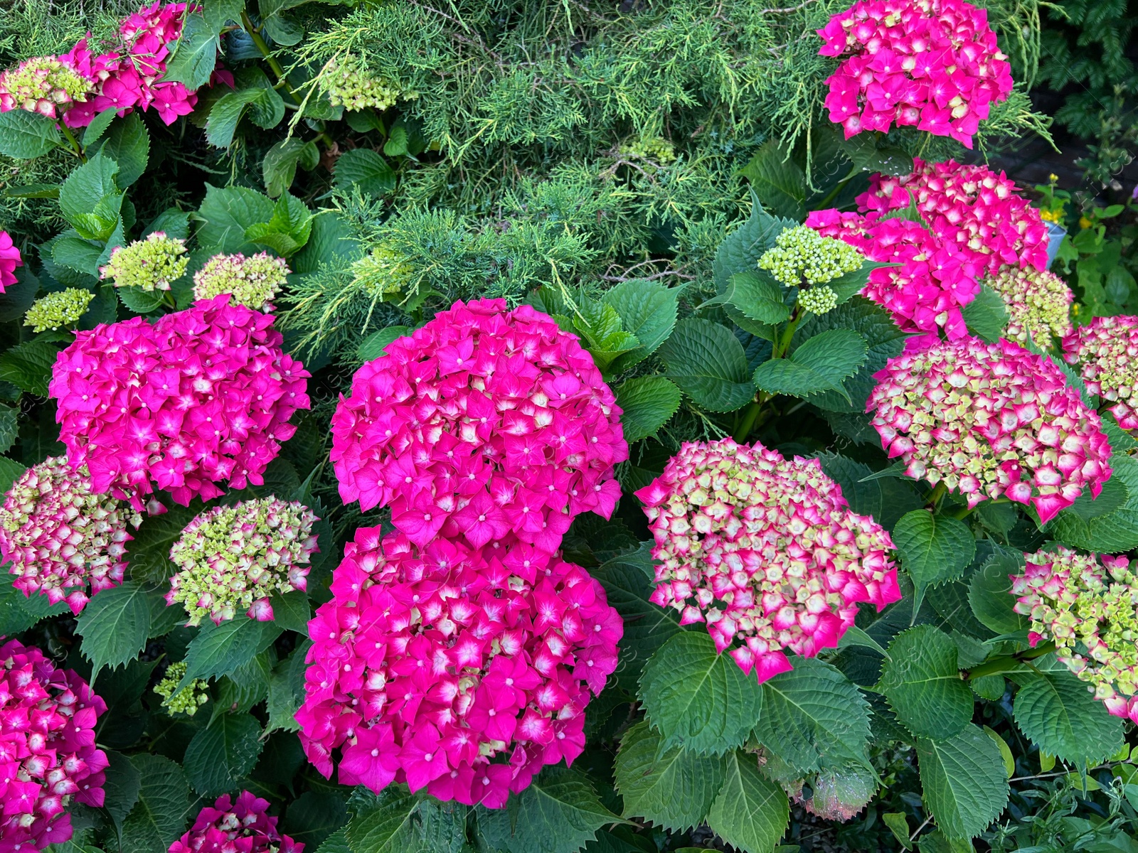 Photo of Hortensia plant with beautiful flowers growing outdoors, closeup