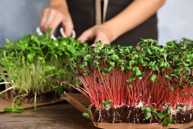 Woman pruning fresh microgreen at wooden table, focus on sprouts
