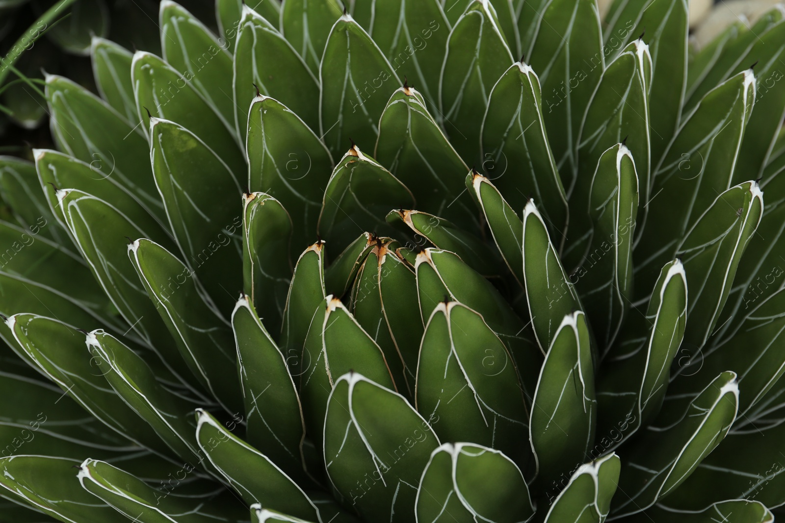 Photo of Beautiful green agave growing outdoors, closeup. Succulent plant