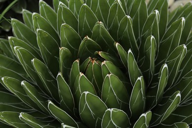 Photo of Beautiful green agave growing outdoors, closeup. Succulent plant