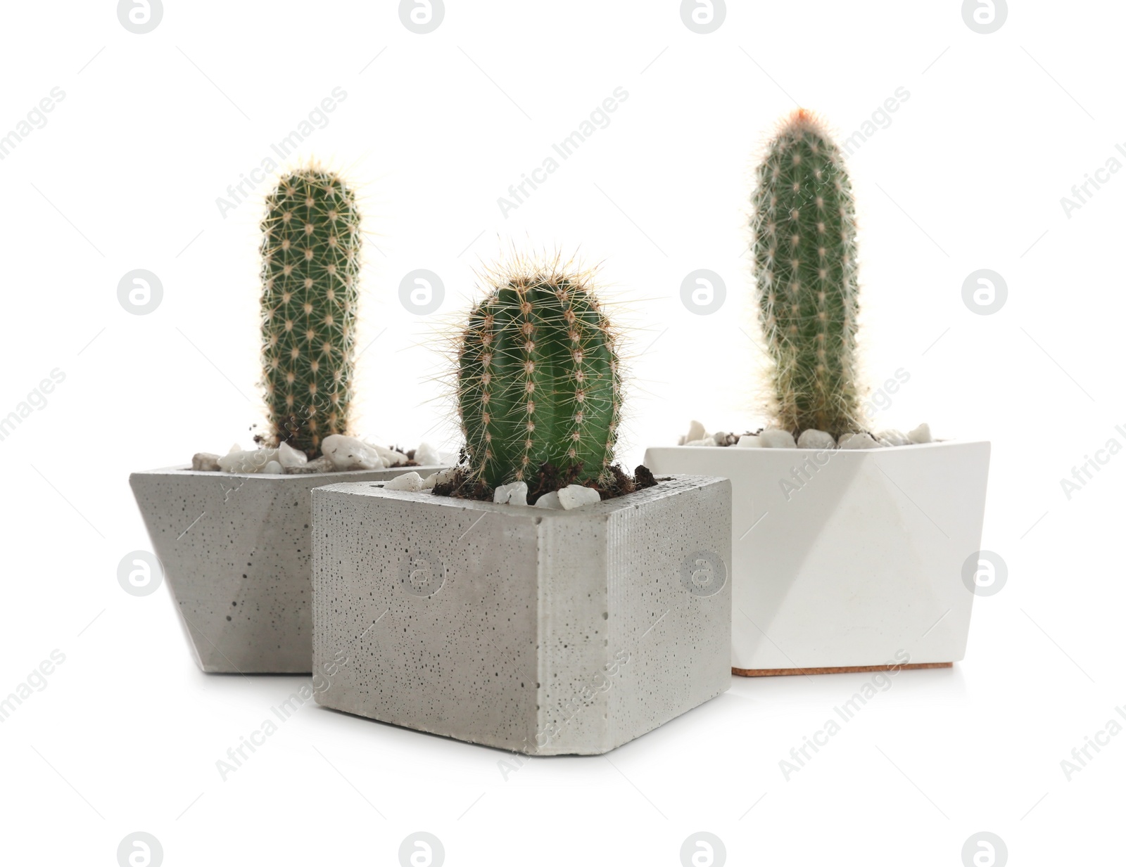 Photo of Beautiful tropical cactus plants in pots on white background. House decor