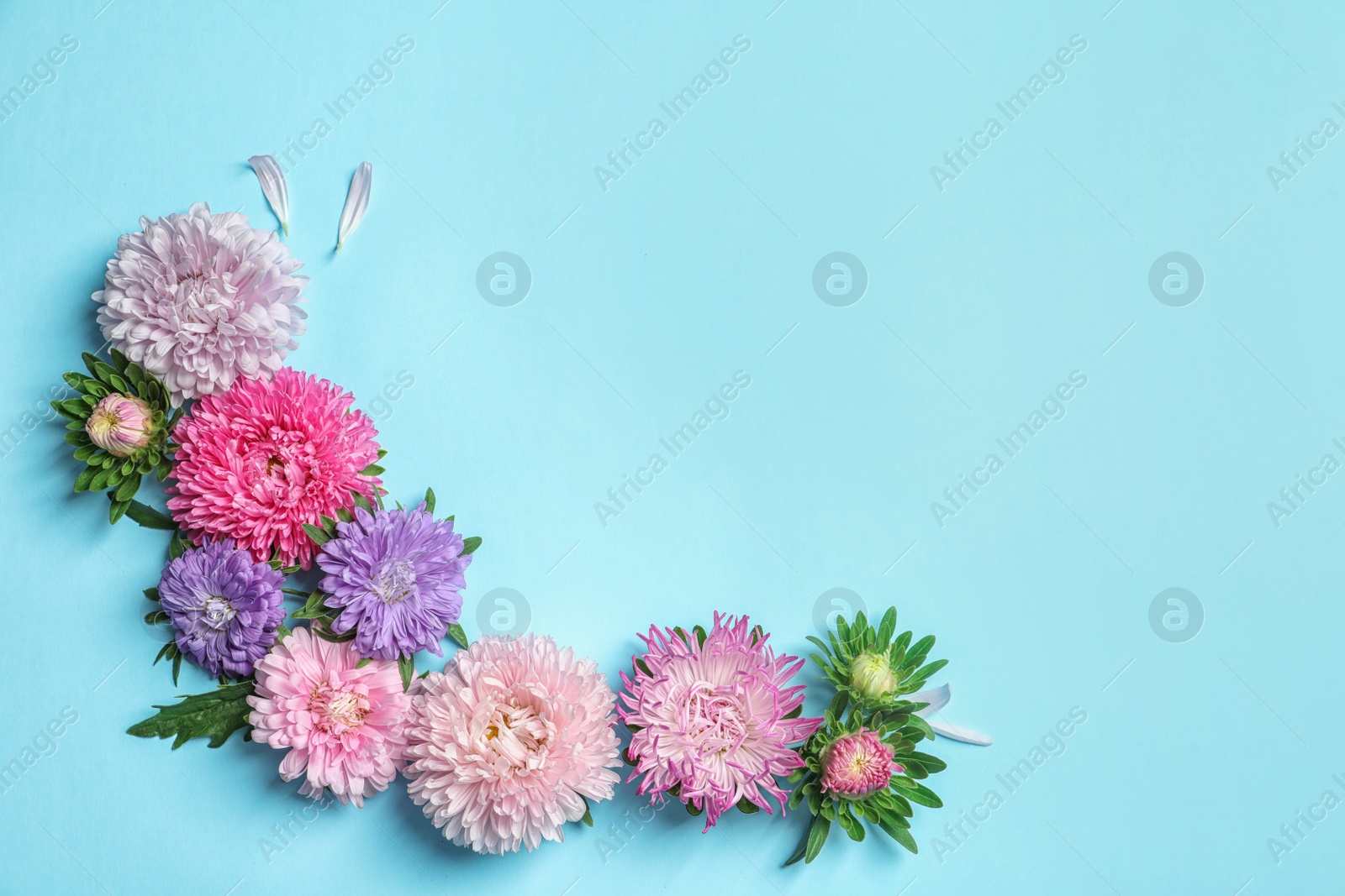 Photo of Beautiful aster flowers on color background, top view. Space for text