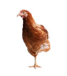 Photo of Beautiful chicken on white background. Domestic animal