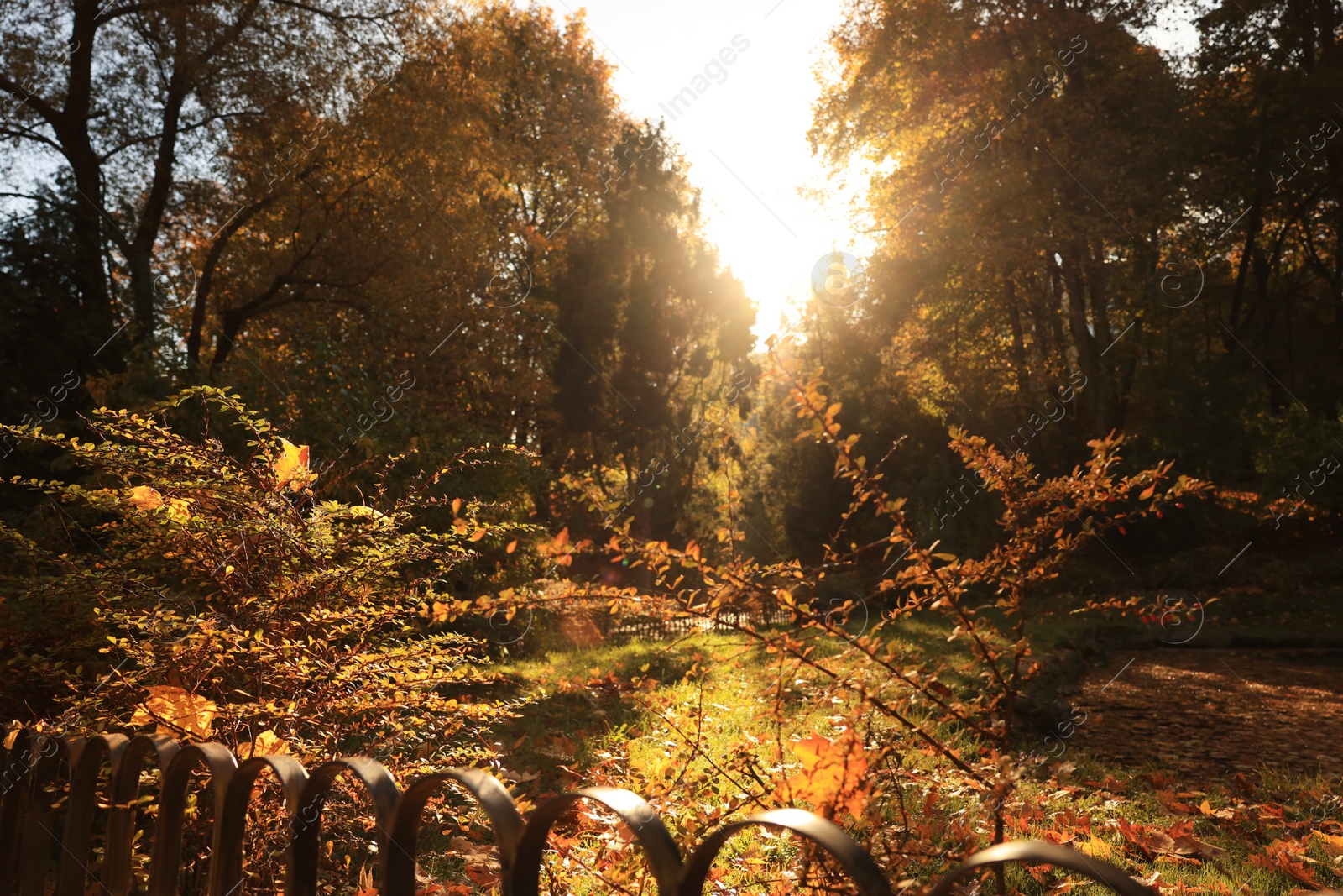 Photo of Beautiful yellowed trees and fallen leaves in park on sunny day