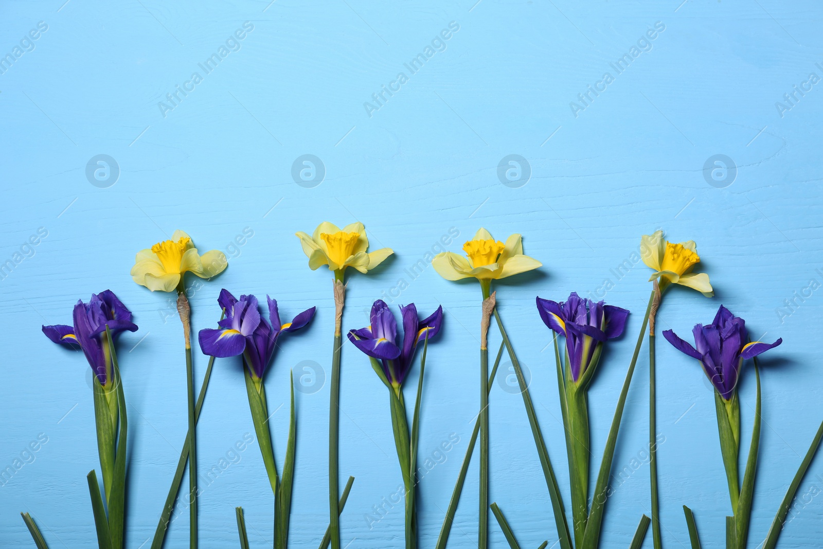 Photo of Beautiful yellow daffodils and iris flowers on light blue wooden table, flat lay. Space for text