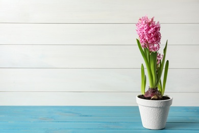 Photo of Beautiful potted hyacinth flower on light blue wooden table. Space for text