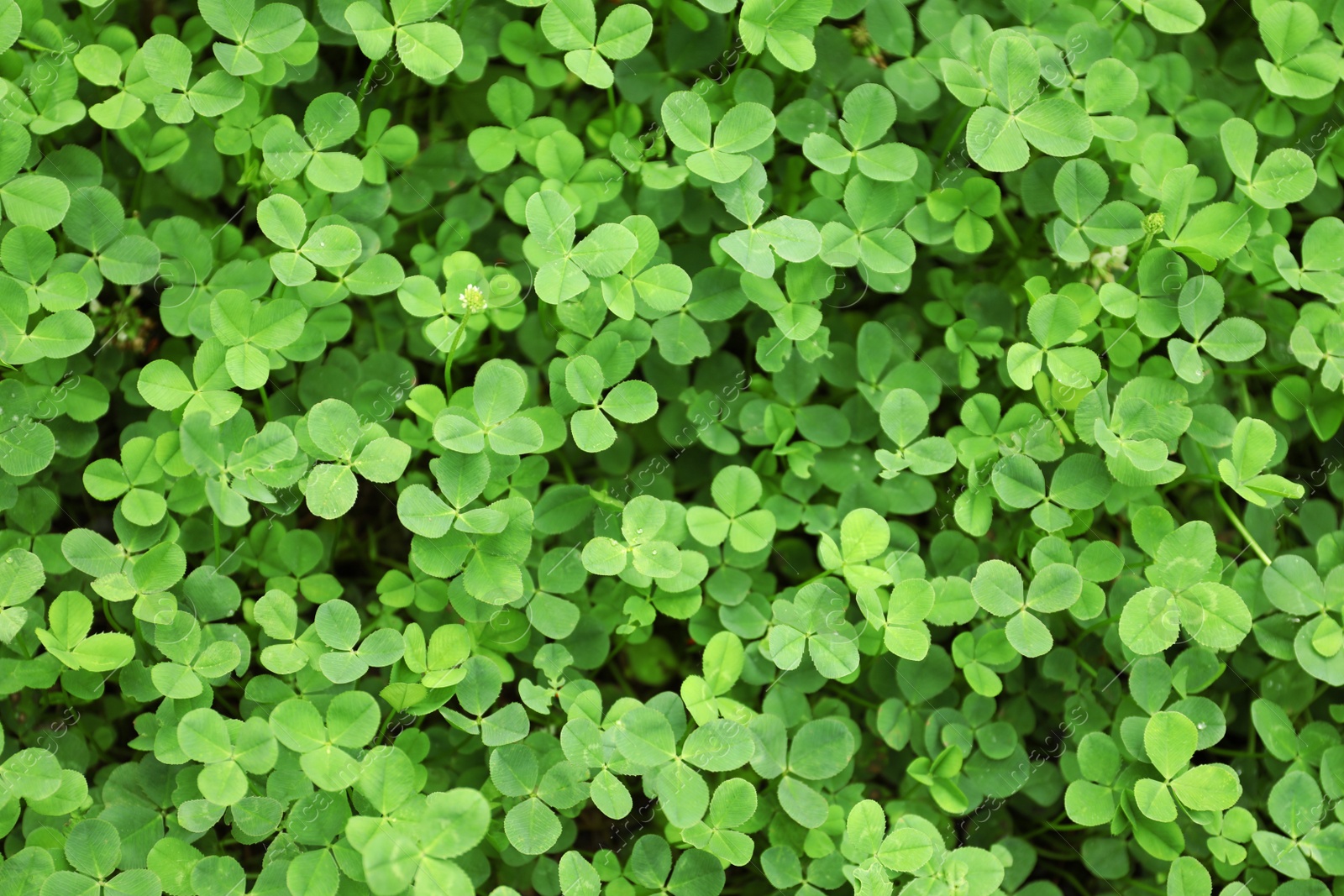 Photo of Green clover leaves as background