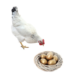 Chicken and golden eggs on white background