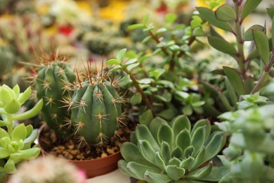 Photo of Beautiful cacti and succulent plants on table, closeup