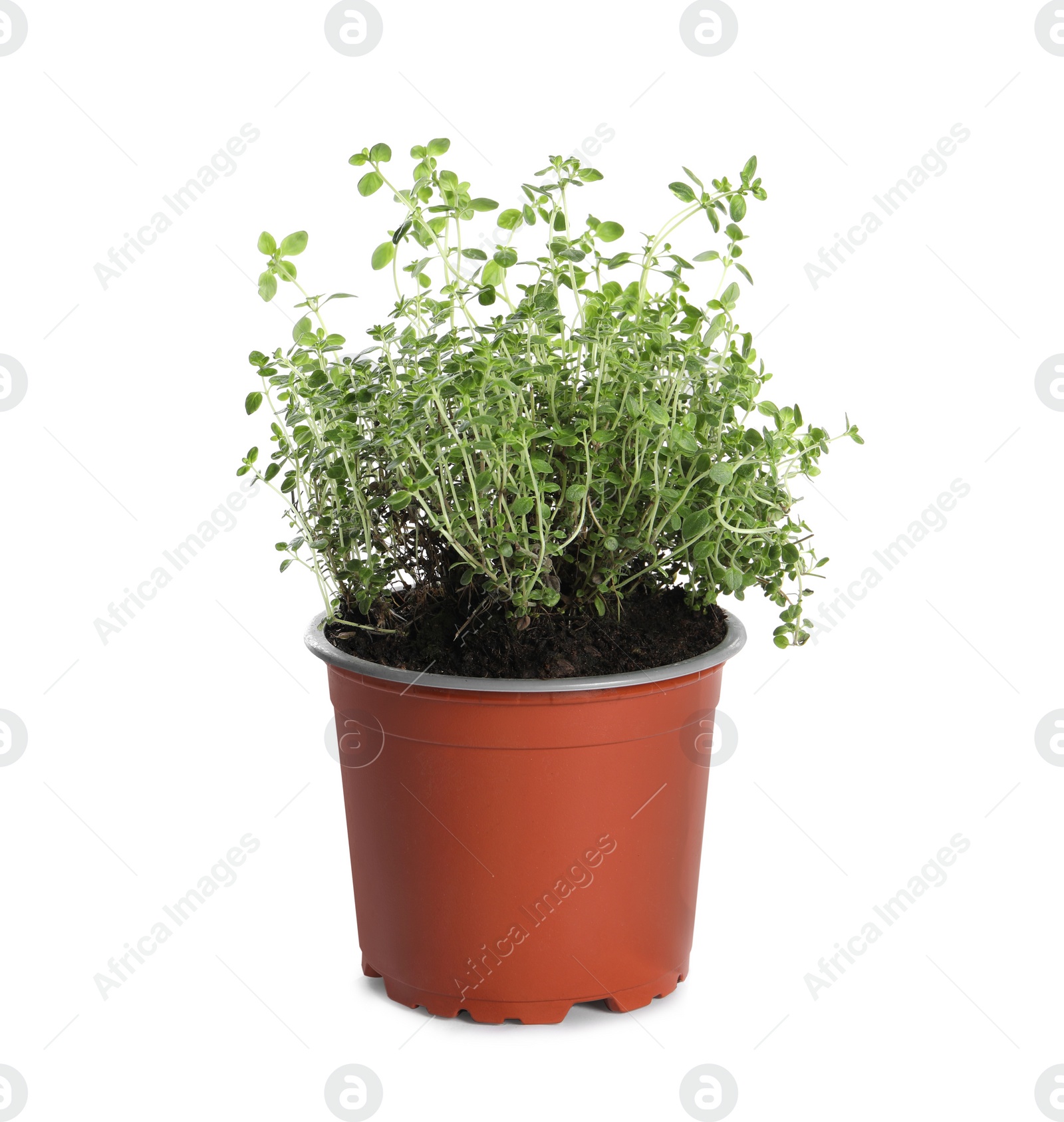 Photo of Aromatic green thyme in pot isolated on white