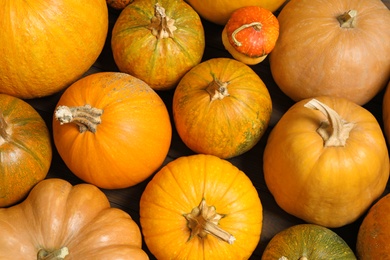 Many fresh raw whole pumpkins as background, top view. Holiday decoration