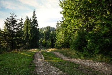 Picturesque view of beautiful coniferous forest and path on sunny day