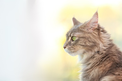 Photo of Adorable Maine Coon cat near window at home. Space for text