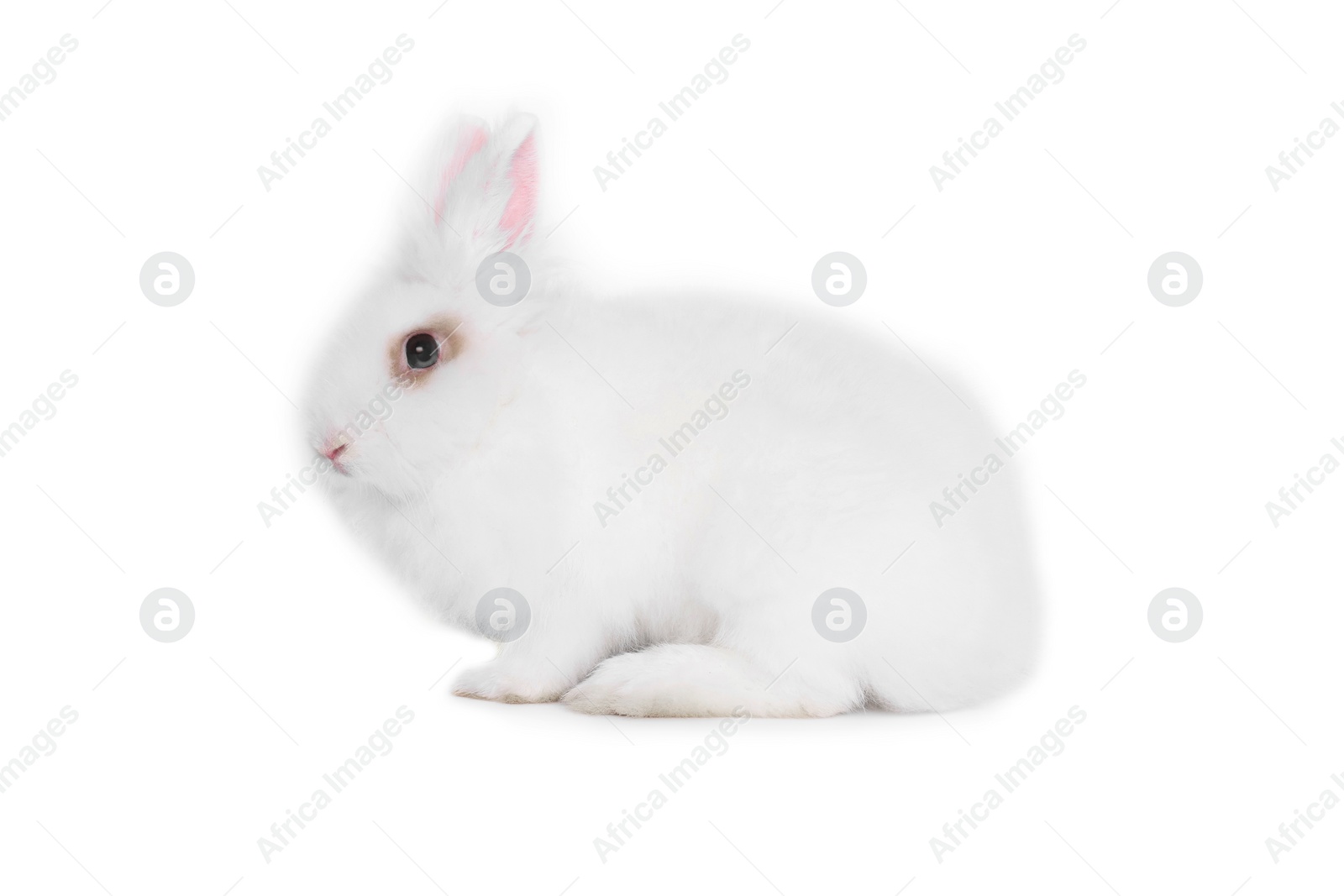 Photo of Fluffy rabbit on white background. Cute pet