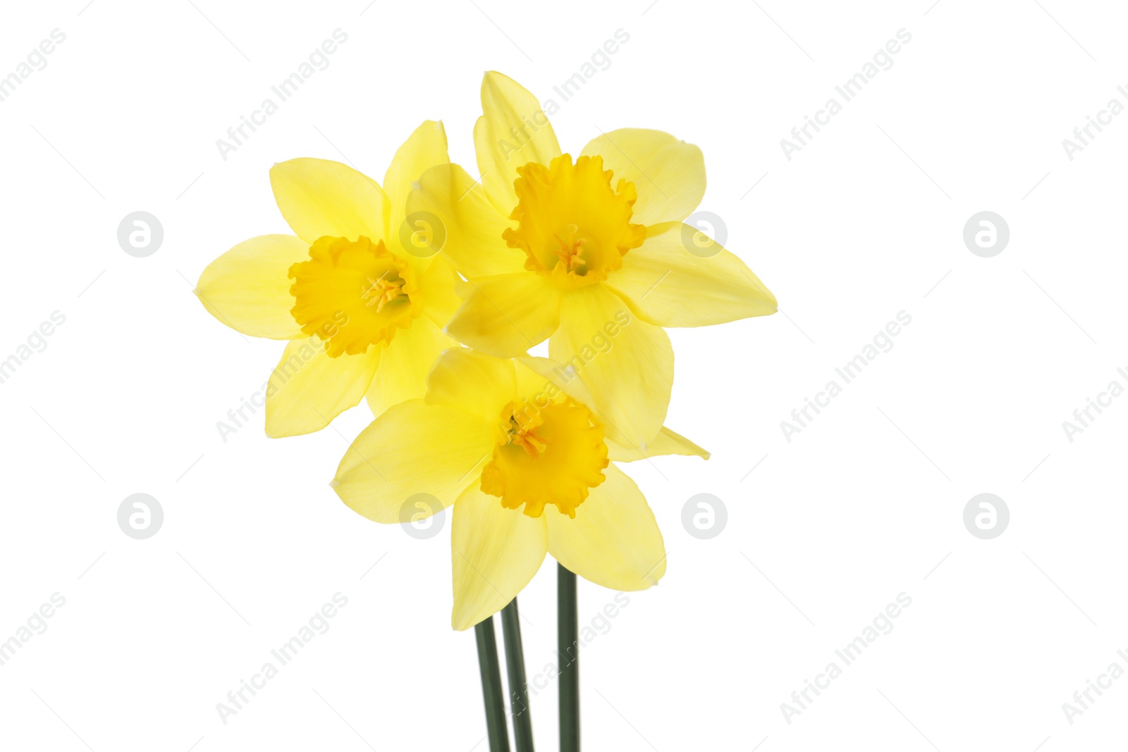 Photo of Beautiful blooming yellow daffodils on white background