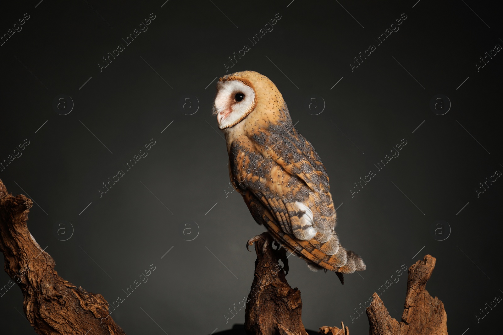 Photo of Beautiful common barn owl on tree against grey background