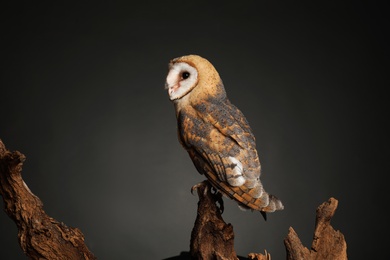 Photo of Beautiful common barn owl on tree against grey background
