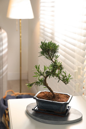 Photo of Japanese bonsai plant on table indoors. Creating zen atmosphere at home