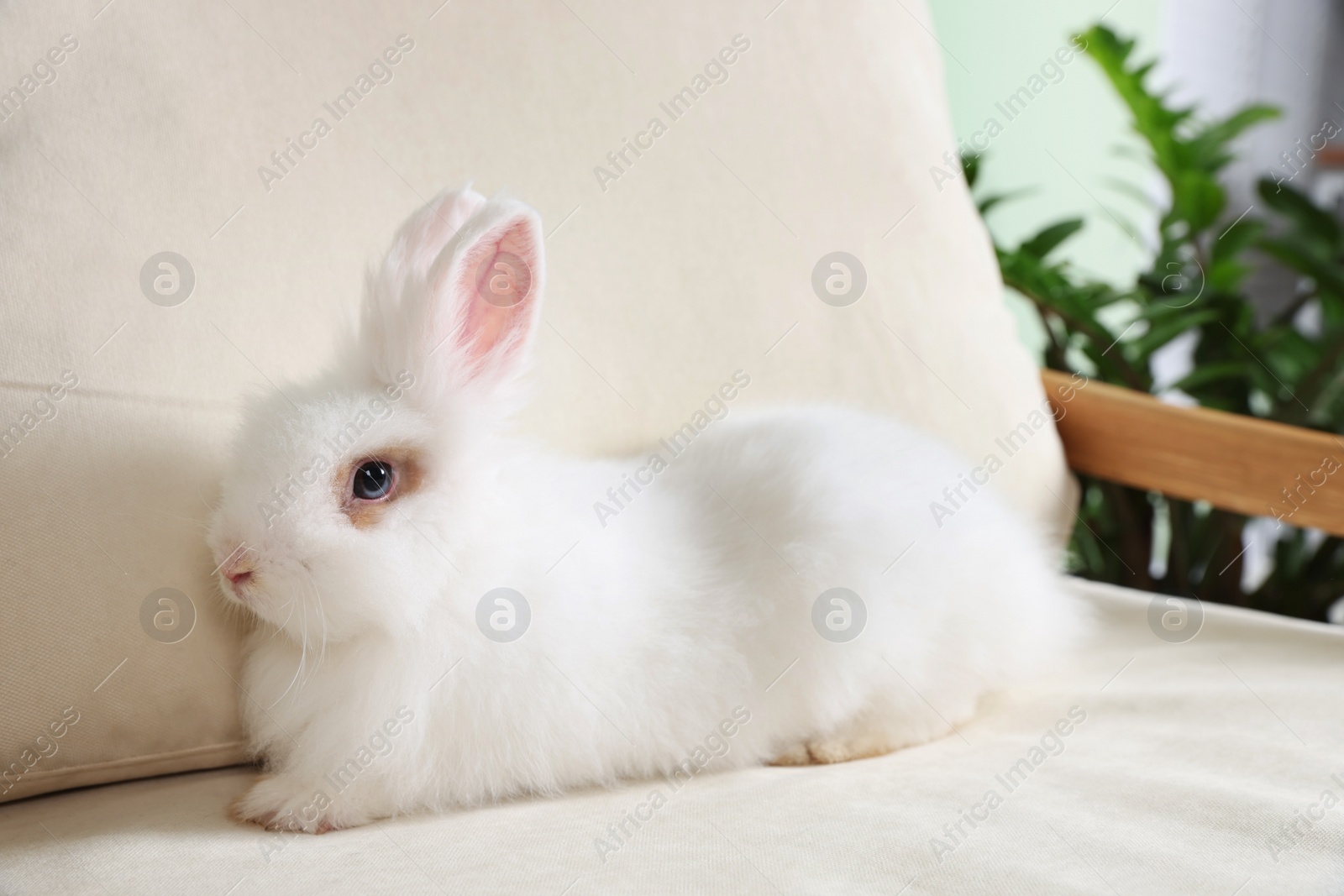 Photo of Fluffy white rabbit on sofa indoors. Cute pet