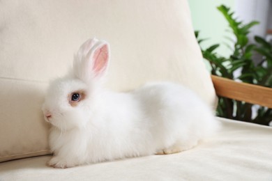 Photo of Fluffy white rabbit on sofa indoors. Cute pet