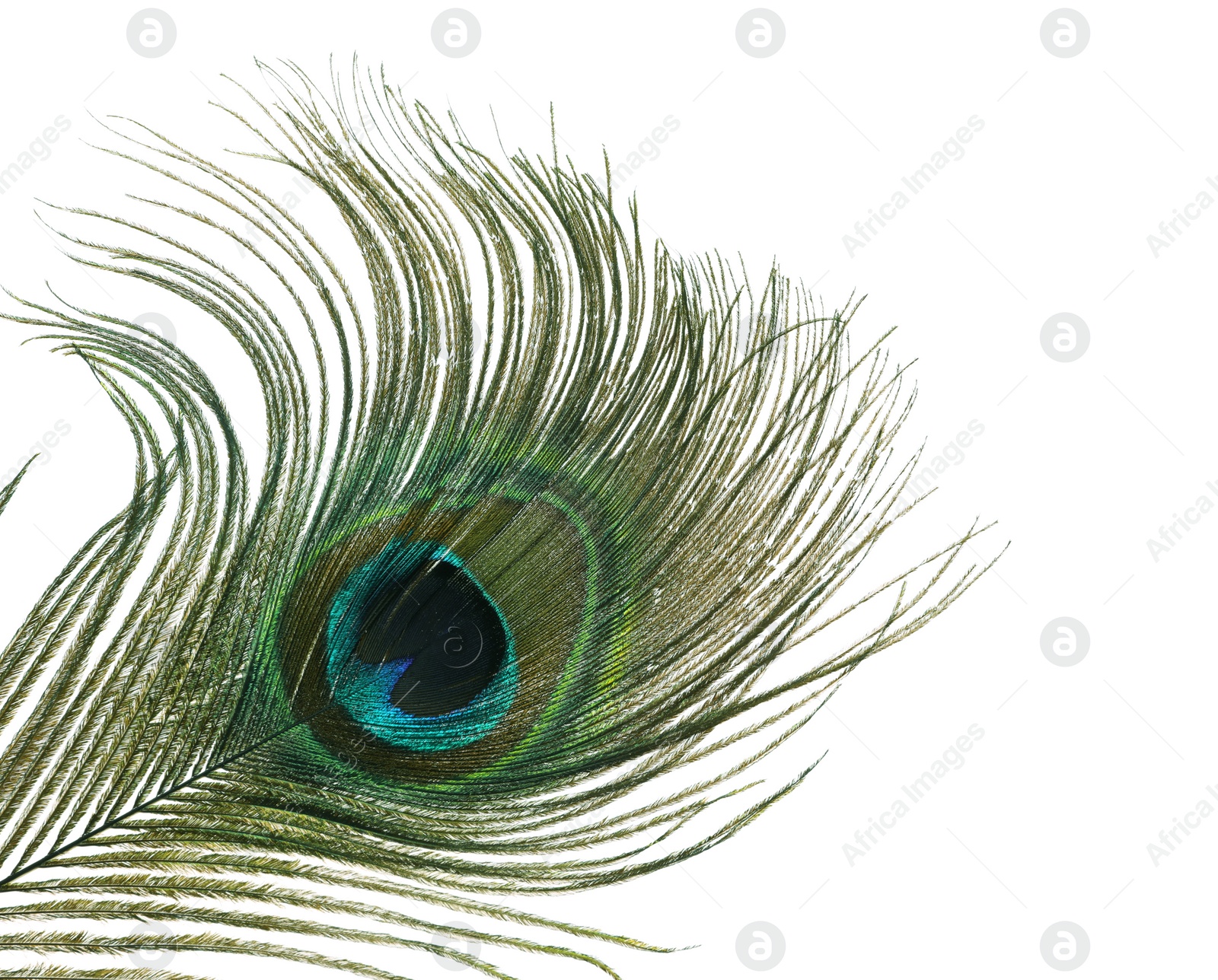 Photo of Beautiful bright peacock feather on white background