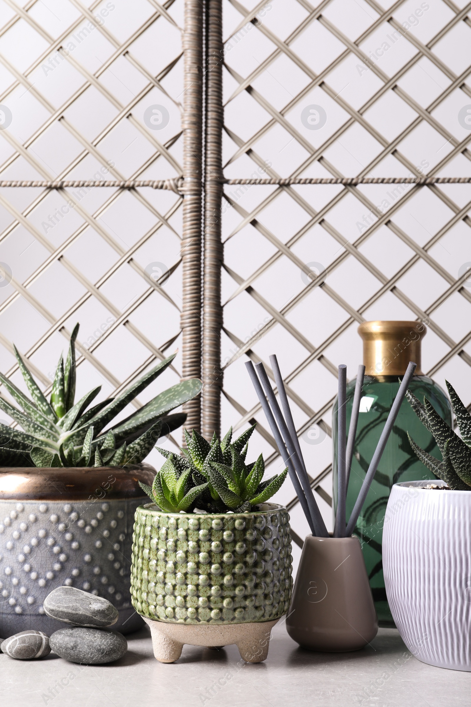 Photo of Beautiful Haworthia and Gasteria in pots with decor on grey table. Different house plants