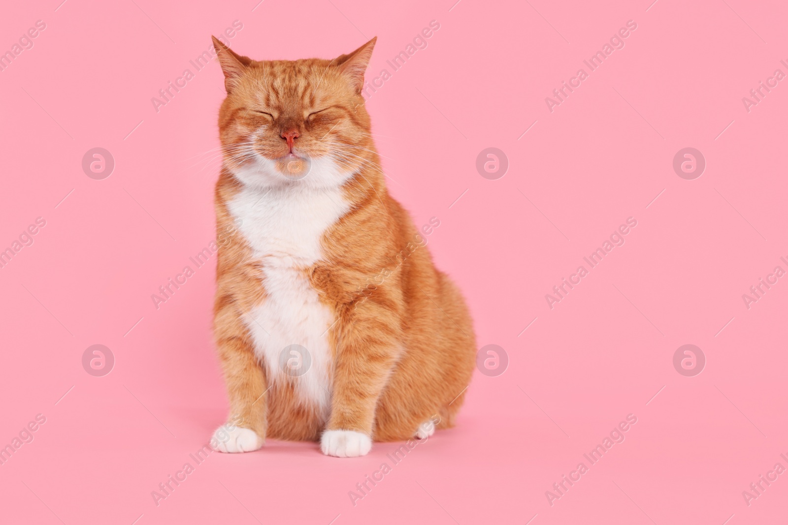 Photo of Adorable cat on pink background, space for text